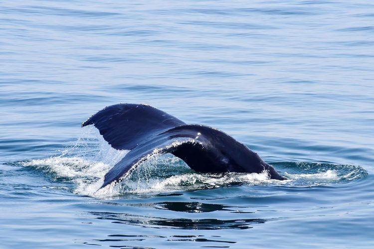 Humpback whale tail diving into atlantic ocean