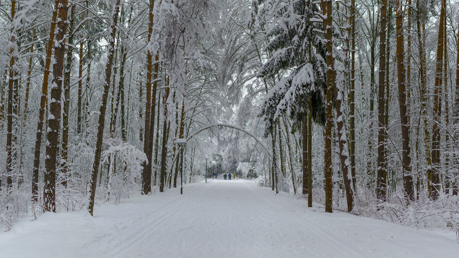 Trees in forest during winter