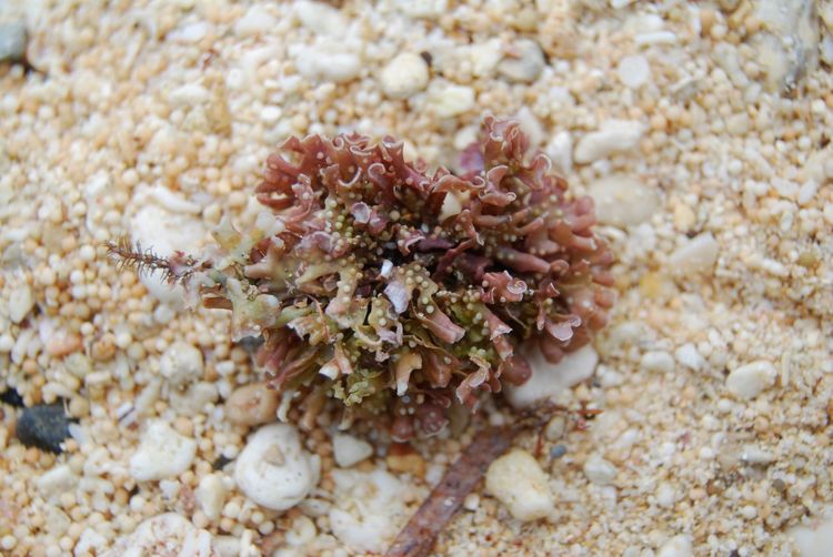 Close-up of a lizard on the sea