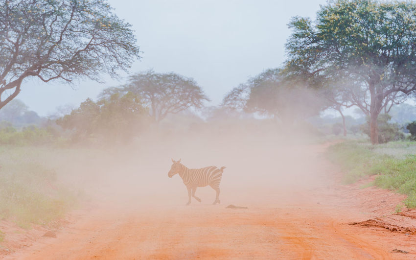 A zebra crosses the road filled with dust