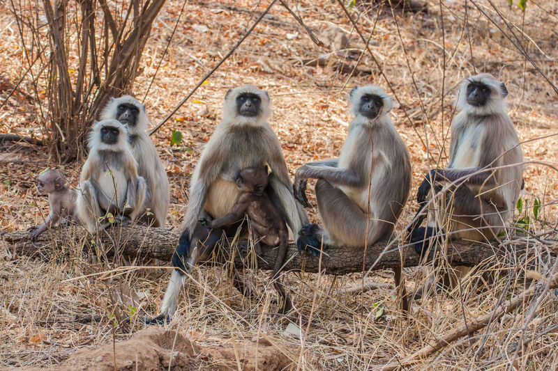 Monkeys sitting