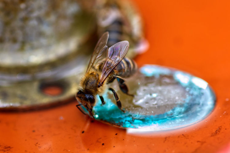 Close-up of bee on red pot.
