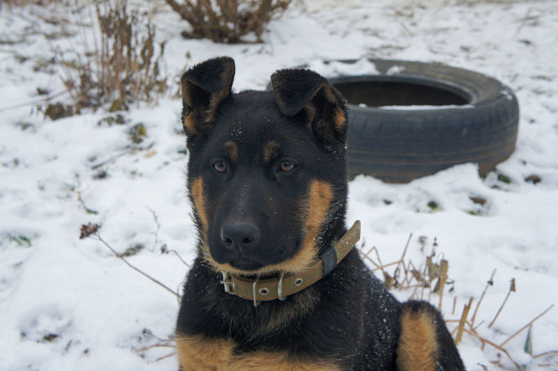 canine