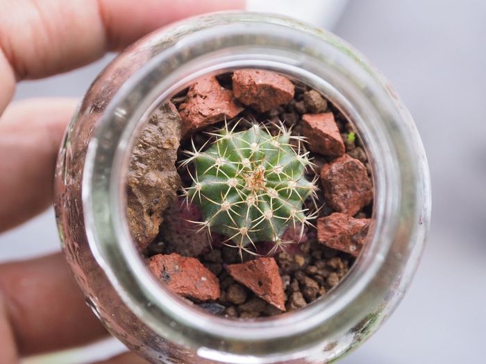 Close-up of hand holding potted succulent plant in jar