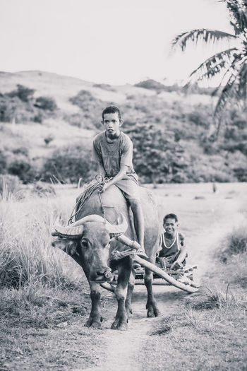 Friends riding buffalo on field