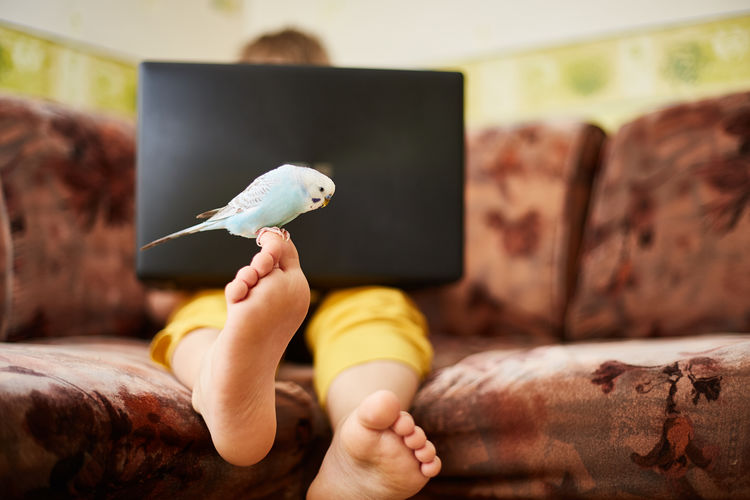 A blue budgie is sitting on the leg of a teenager who studies home plays  laptop during quarantine