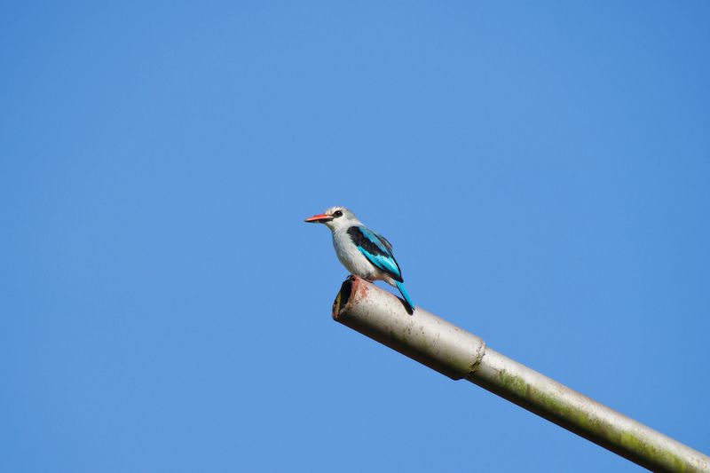 Woodland kingfisher 