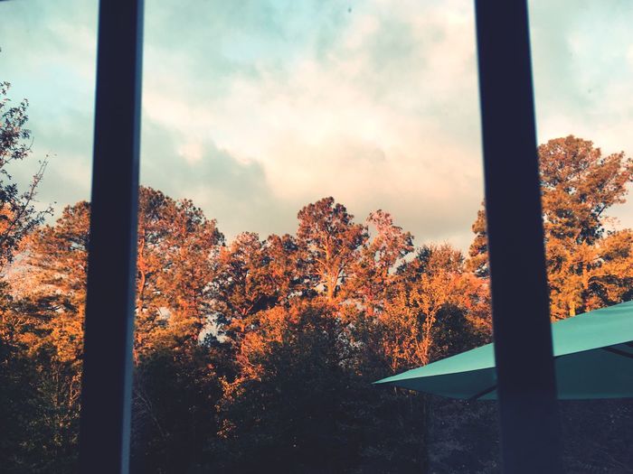Trees against sky during autumn
