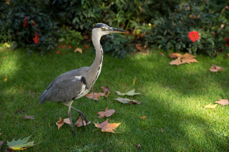 Close-up of gray heron on grass