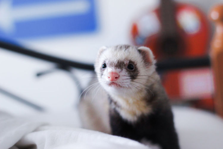 Close-up ferret relaxing on bed