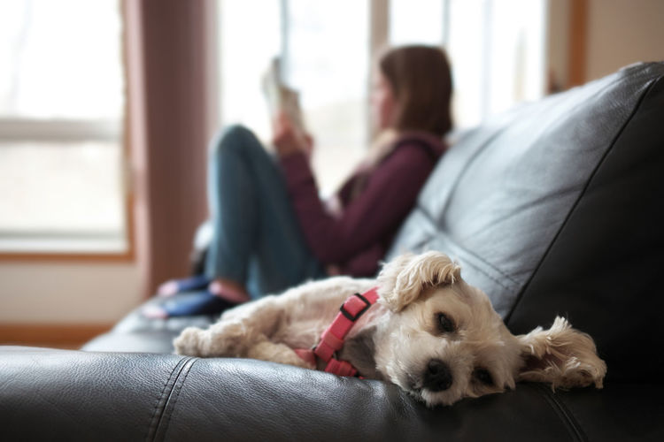 Small snorkie dog relaxes on a couch close to an adolescent girl blurred in background reading book