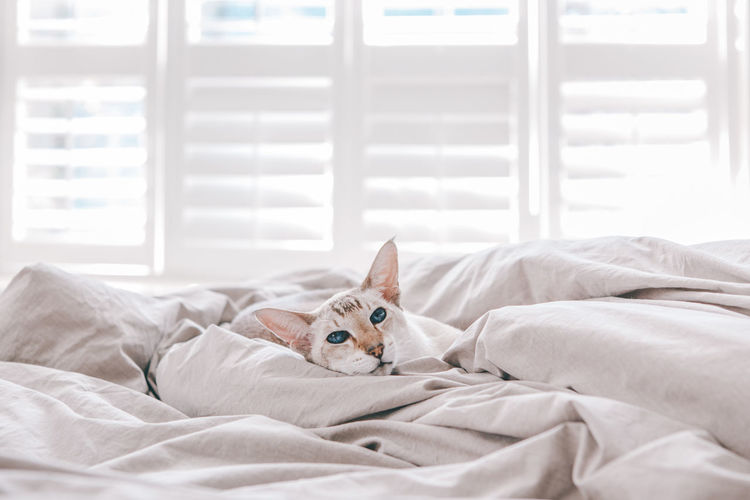 Blue-eyed oriental breed cat lying resting on bed at home looking in camera. fluffy  domestic pet 