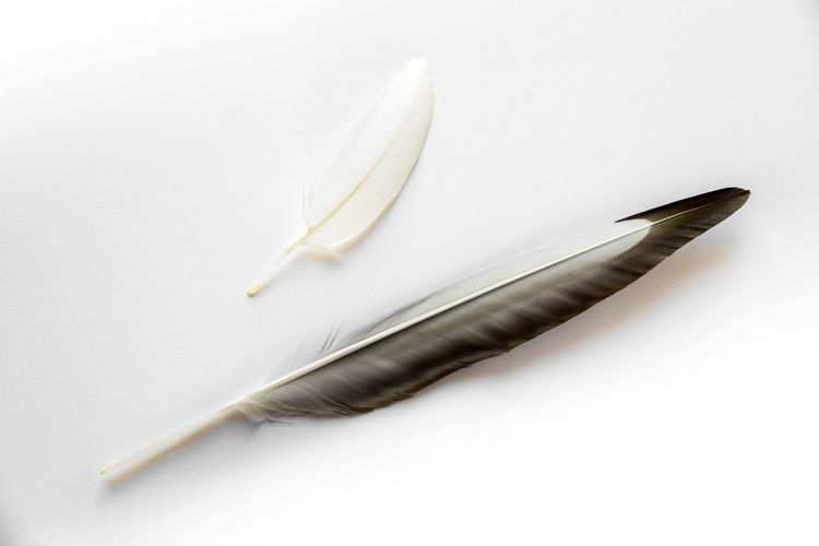 High angle view of feather against white background