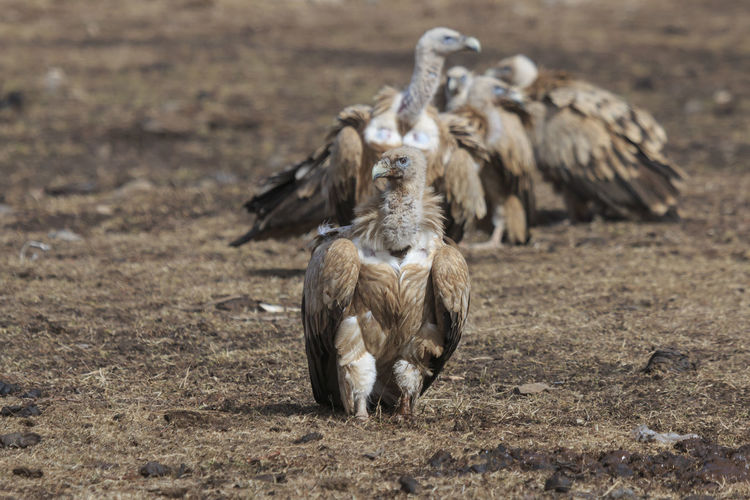 Group of griffon vulture gyps fulvus in sichuan, china
