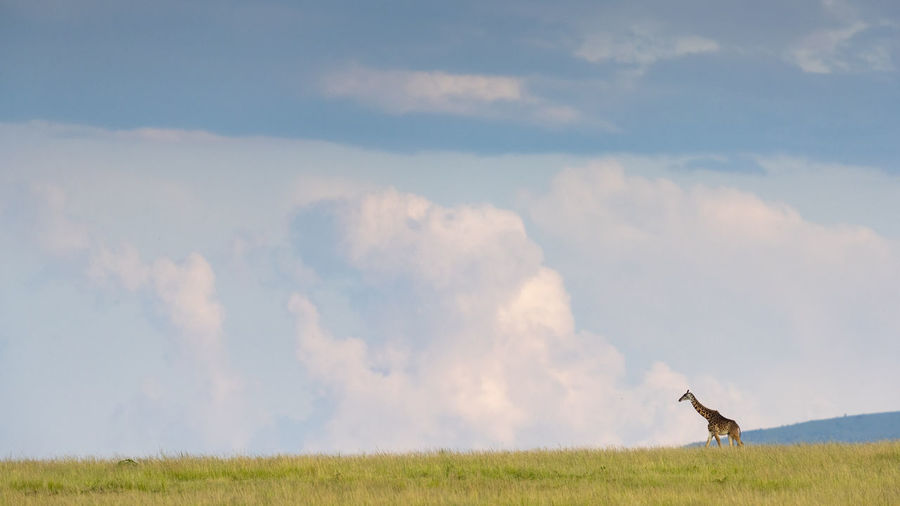 A giraffe walks in the savannah, in the background a cloudy sky