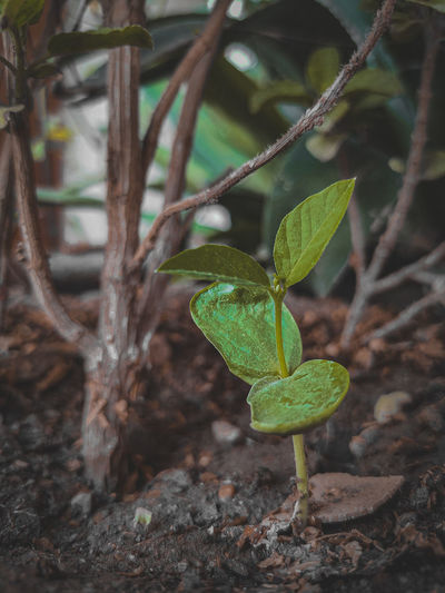 Close-up of plant growing on field
