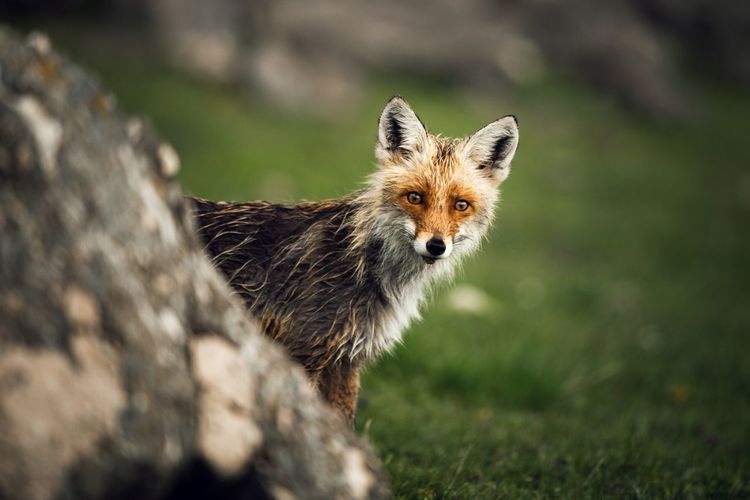 Portrait of fox standing on grassy field