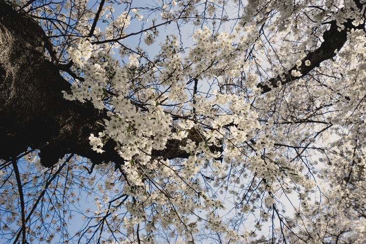 Low angle view of cherry blossom tree