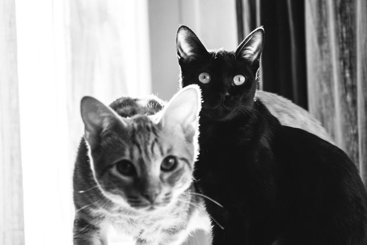 Portrait of cats sitting at home