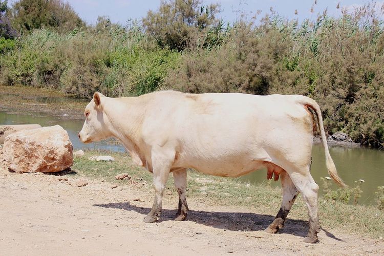 A cow roaming free in northern iseael