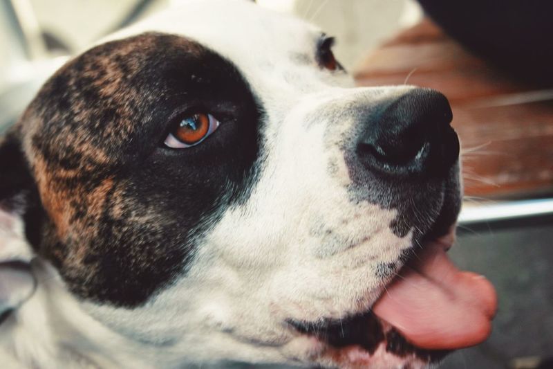 Close-up of american bulldog sticking out tongue at home