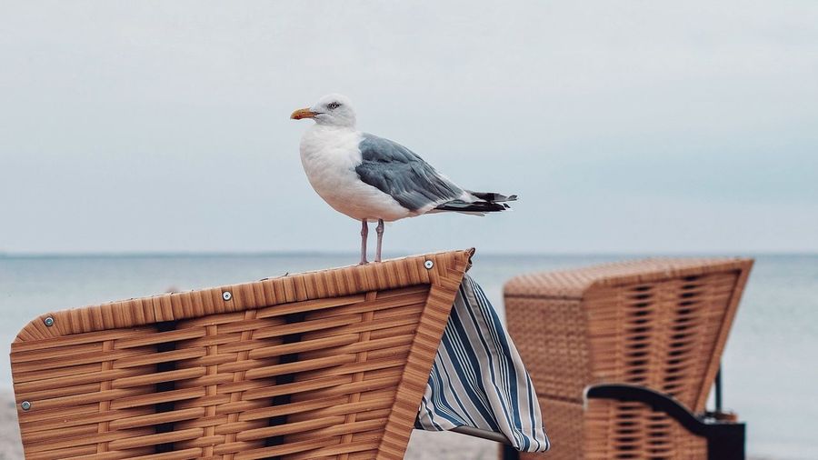 Seagull perching on wooden railing against sky