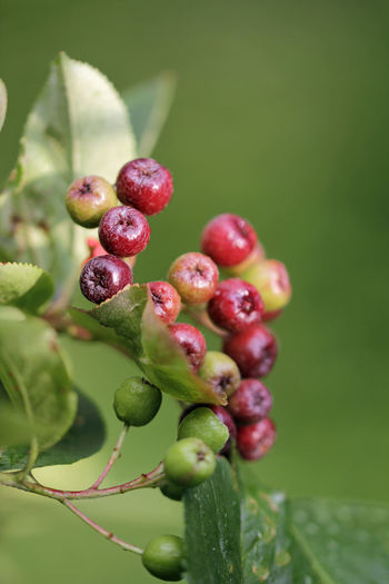 Close-up of aronia berries growing on plant