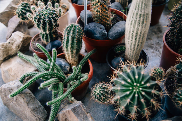 Big cactus in the pots. funny cactus for home decoration. fluffy cactus with long needles. 