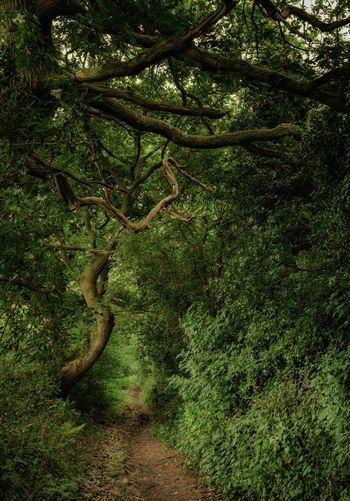 View of a forest