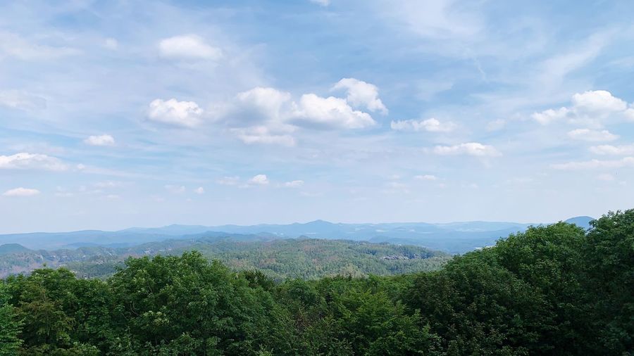 Scenic view of forest against sky