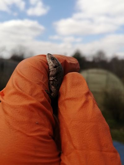 Cropped hand of person holding lizard against sky