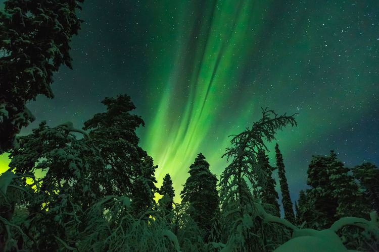Low angle view of trees against sky at night