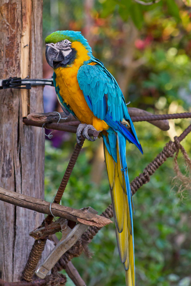 blue parrot 650