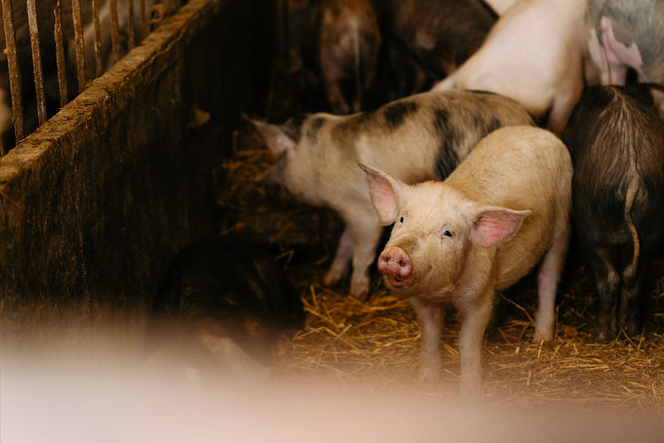 Pigs in stable at farm