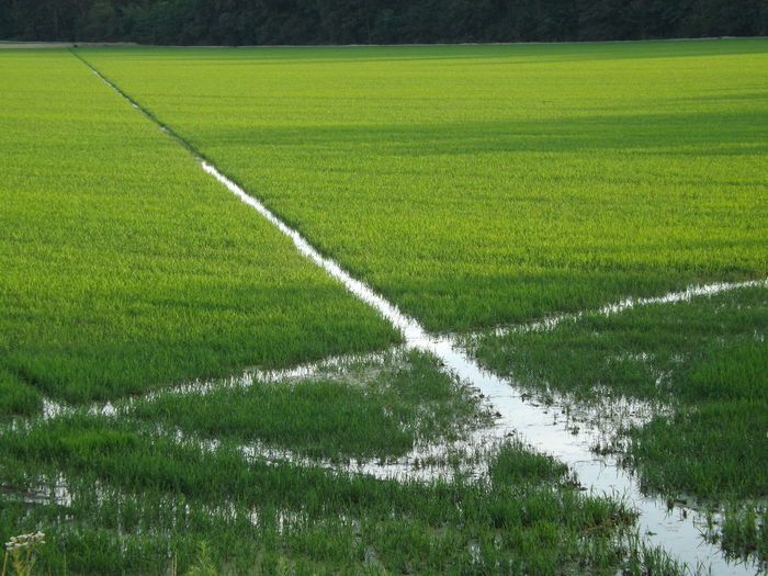 Scenic view of agricultural field