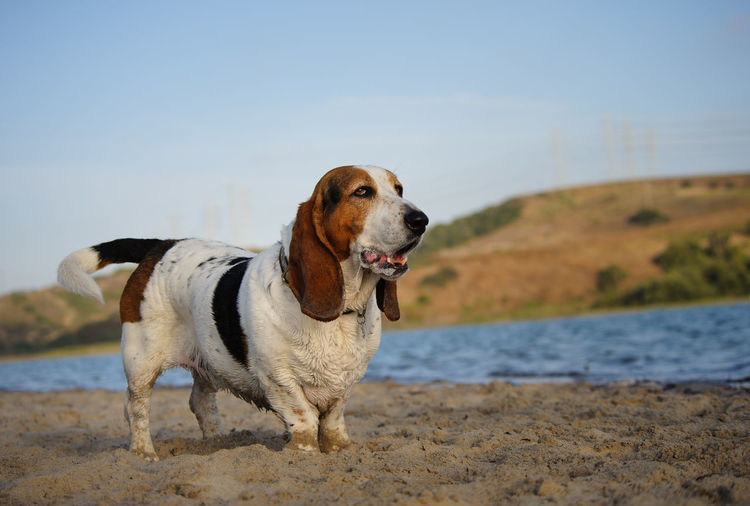 Profile view of basset hound dog standing on beach