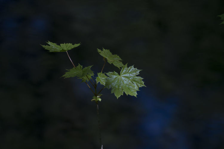 Close-up of green plant