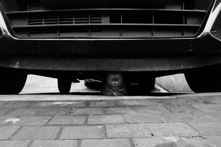 Cat sitting in car