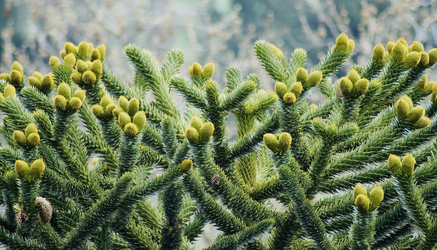 High angle view of succulent green plants
