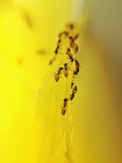 Close-up of insects on yellow flower