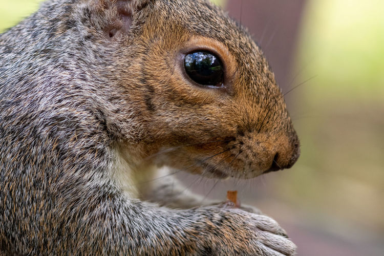 Portrait of an eastern gray squirrel eating a nut.