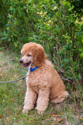 Dog standing on field