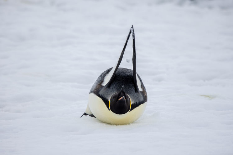 Close-up of penguin on snow