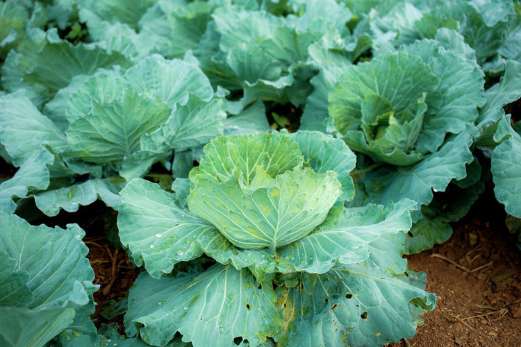 Cabbage on ground in a field planted on the farm.