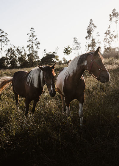 Horses standing in field against sky