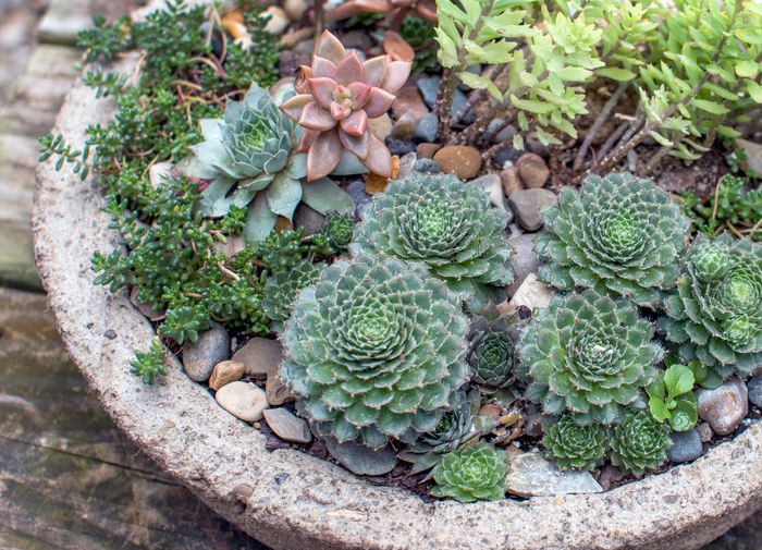 Decorative  bowl holds a tiny succulent garden of cactus and small plants