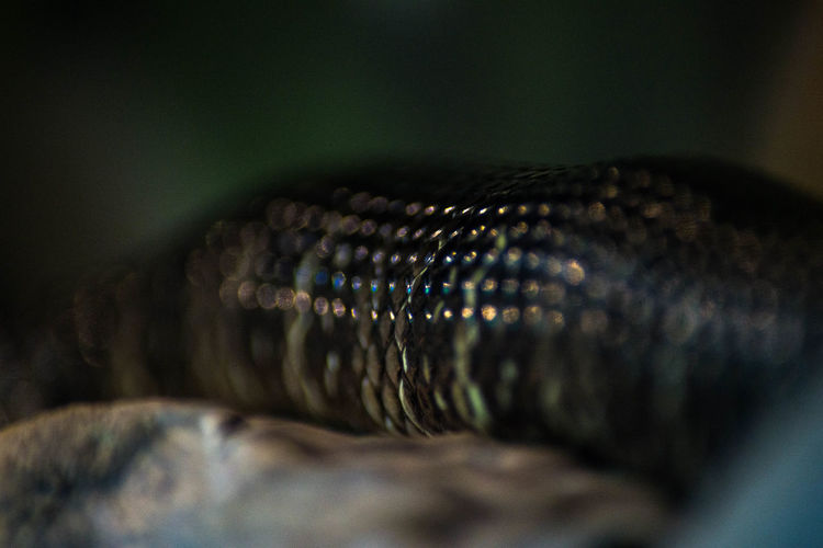 Close-up of snake on wood