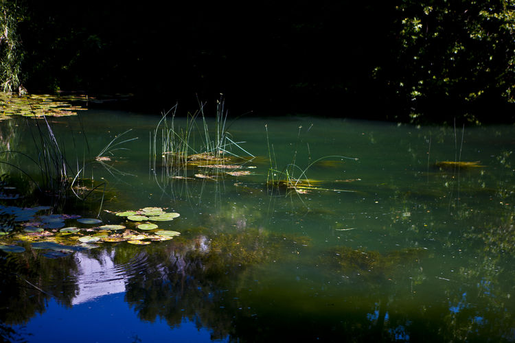 Reflection of plants in lake