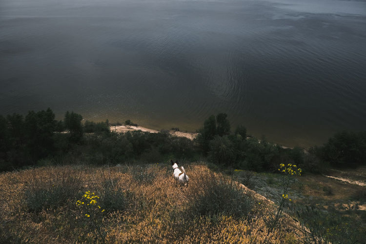 White dog standing on the hill by the water on summer afternoon, active pets in nature