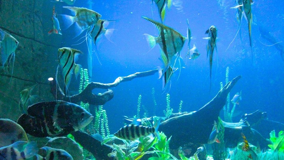 Hd Wallpaper Fish Water Tank